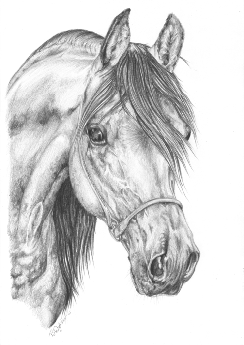 horse head drawing. Arabian horse